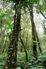 Tropical forest,Trees in Kew Mae Pan Nature Trail, Doi Inthanon National Park, the highest point in Thailand