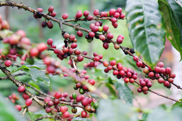 Fresh Coffee beans on tree