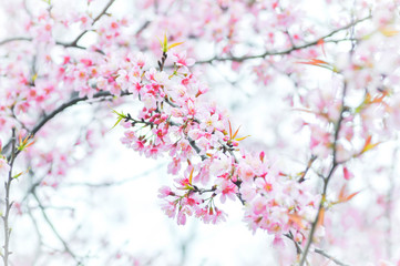 Fototapeta na wymiar Wild Himalayan Cherry, Cherry,Sour cherry,Sakura or Cherry Bloss