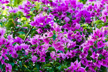 Bouganvilleas  - Stock Image