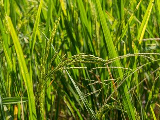 Spike in rice field