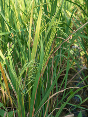 Spike in rice field