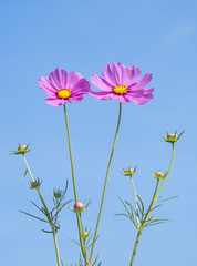 Cosmos Flowers 1