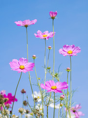 Cosmos Flowers 2