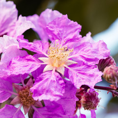 Lagerstroemia floribunda , Purple flowers - Stock Image