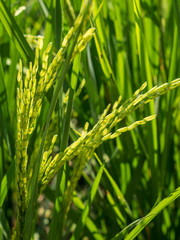 Spike in rice field