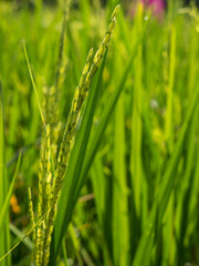 Spike in rice field