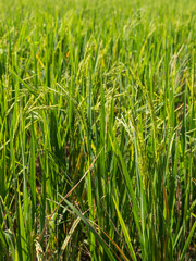 Rice field