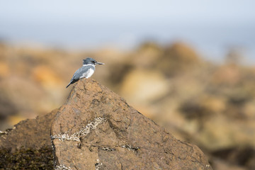Belted Kingfisher on the coast of the pacific ocean