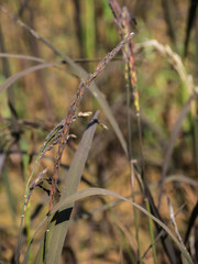 Spike in rice field