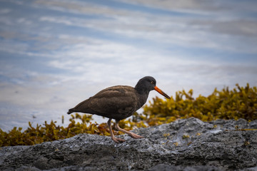 Black Oystercatcher (Haematopus bachmani)