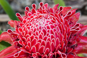 Blossom Torch Ginger
