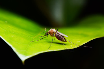 mosquito on green leaf © maewshooter