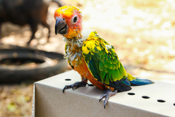 Sun Parakeet or Sun Conure, the beautiful yellow parrot bird