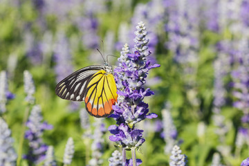 Monarch Butterfly on the  Lavender