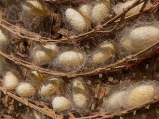 Silkworm Cocoons