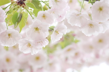 高田千本桜