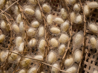 Silkworm Cocoons