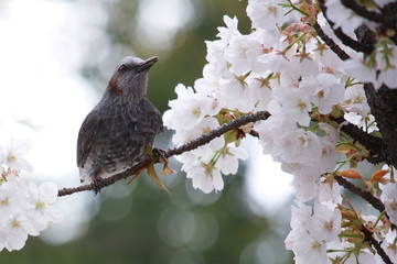 ヒヨドリと桜