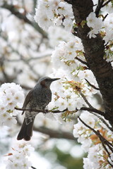ヒヨドリと桜