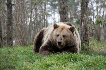 Fototapeta premium Brown Bear