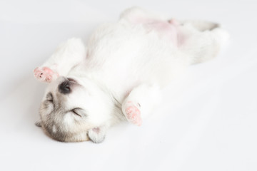 Siberian husky puppy on white background