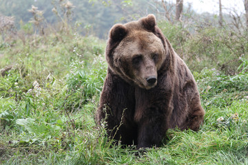 Obraz na płótnie Canvas Brown Bear