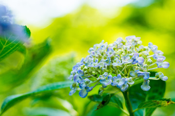 Hydrangea