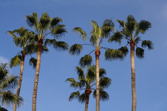 Palmen im Dezember