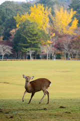 奈良市東大寺の鹿