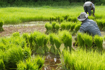 Traditional Thai style rice growth,agriculture and cultivation