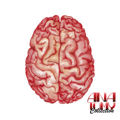 Anatomy collection - brain