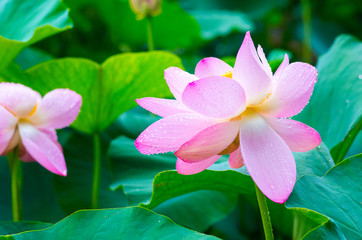 Fototapeta premium Ancient lotus