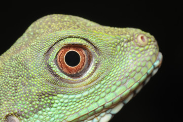 green iguana eye 