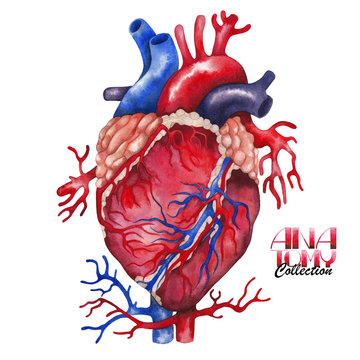 Watercolor anatomy collection - heart
