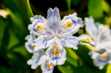 Fringed iris flower