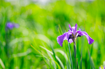 blue flagan iris
