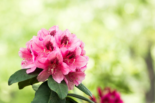 Fototapeta Rhododendron flower