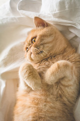 Cute exotic ginger cat laying on bed