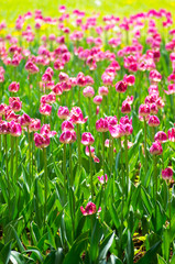 Tulip at showa memorial park,tokyo,tour of japan
