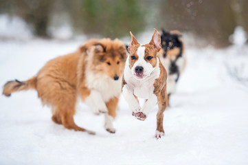 American staffordshire terrier puppy playing with rough collie puppies