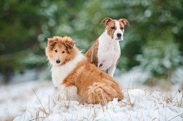 American staffordshire terrier puppy with rough collie puppy in winter