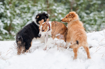 American staffordshire terrier puppy playing with rough collie puppies