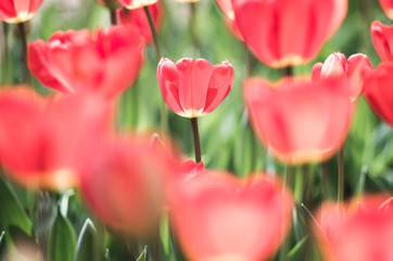 Fototapeta premium Tulip at showa memorial park,tokyo,tour of japan