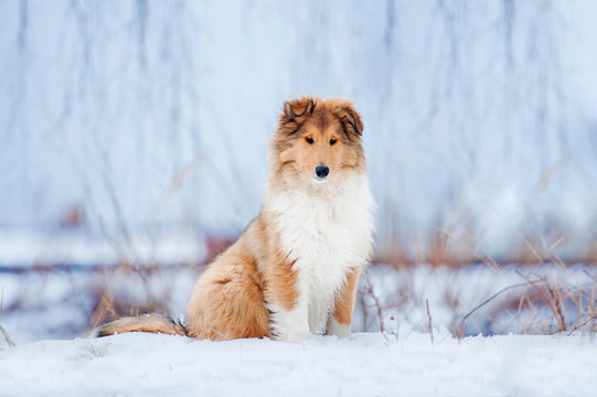 Rough collie puppy in winter