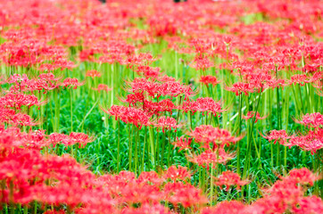 cluster amaryllis flower
