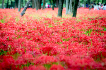 cluster amaryllis flower