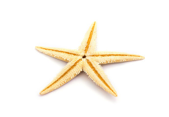 Fototapeta na wymiar The caribbean starfish on a white background.