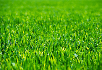 Field of grass