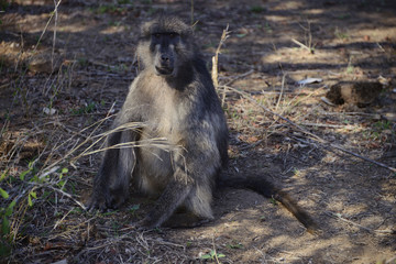 Monkey, Kruger National Park, South Africa